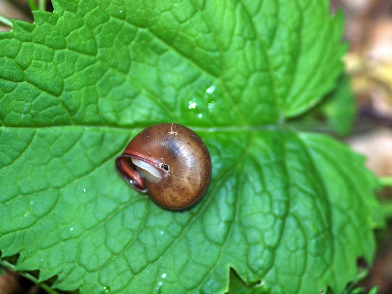 Monachoides incarnatus